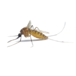 Уничтожение комаров в Тюмени