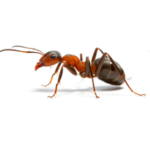 Уничтожение муравьев в Тюмени