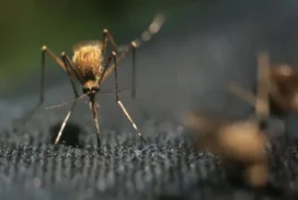 Как избавиться от комаров быстро и навсегда