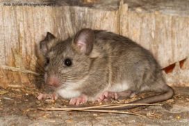 Как ставить клеевые ловушки для мышей