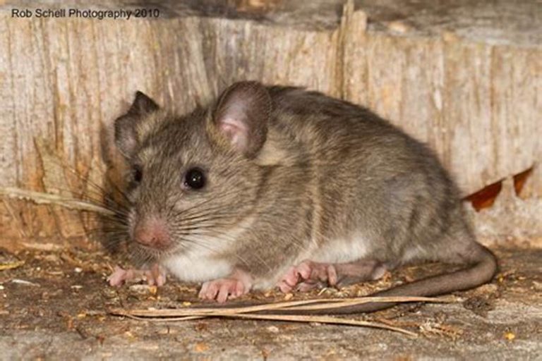 Как ставить клеевые ловушки для мышей