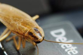 5 удивительных фактов о тараканах