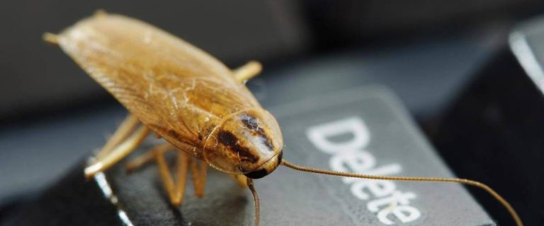 5 удивительных фактов о тараканах