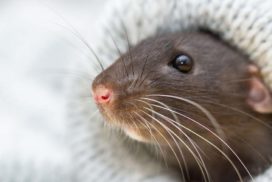 Как крысы стали домашними животными