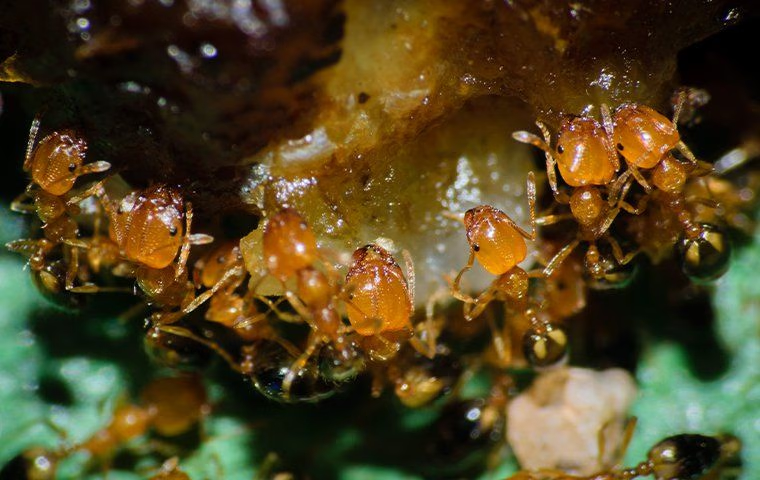 Как избавиться от домашних муравьев