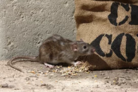 Уничтожение домовых мышей в Тюмени