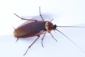 Чего боятся тараканы в квартире