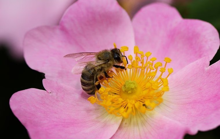 Жизненный цикл медоносной пчелы