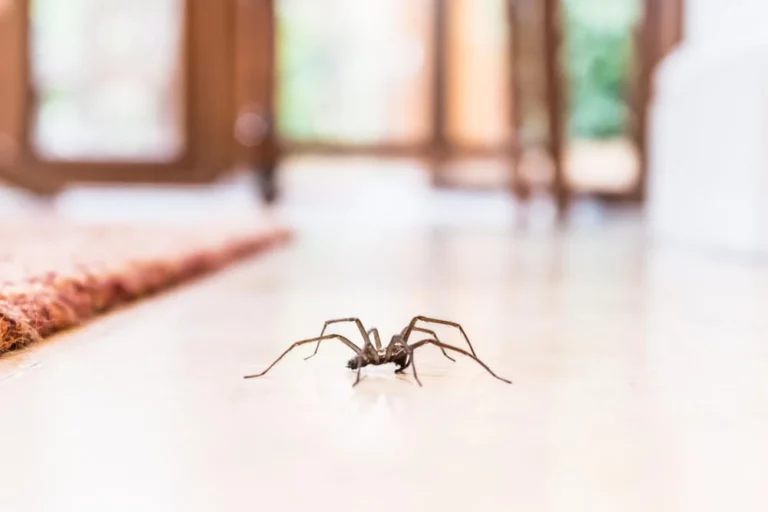 8 самых странных фактов о пауках